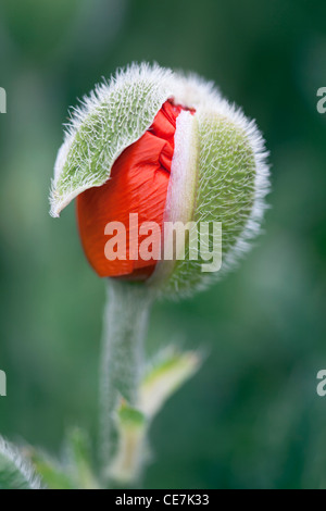 Mohn, orientalische Mohn, Papaver Orientale, rot. Stockfoto