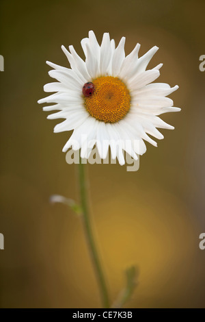 Daisy, Ochsen-Auge Daisy, Leucanthemum Vulgare, weiß. Stockfoto