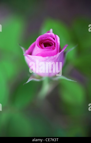 Rose, Wild rose, Hundsrose, grün, Pink, Rosa "Summer Breeze". Stockfoto