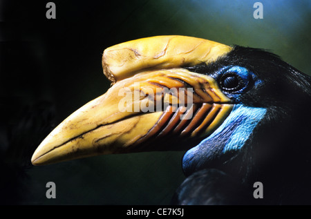 Porträt eines weiblichen Hornbills mit Knobbed (Rhyticeros cassidix) Alias Sulawesi Faltenhornschnabel aus Indonesien Stockfoto