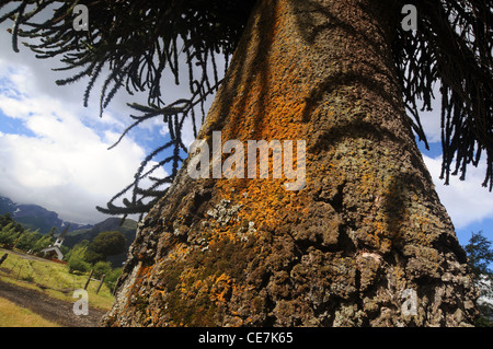 Affe Puzzle Baum (Araucaria Araucana) an der Vorderseite der kleinen Kirche in Paimun, Nationalpark Lanin, Neuquen, Argentinien Stockfoto