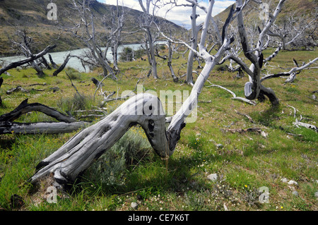 Lenga (Nothofagus) Bäume getötet durch Buschfeuer in 2005, Torres del Paine Nationalpark, Patagonien, Chile. Fotografierten Jan 2011 Stockfoto