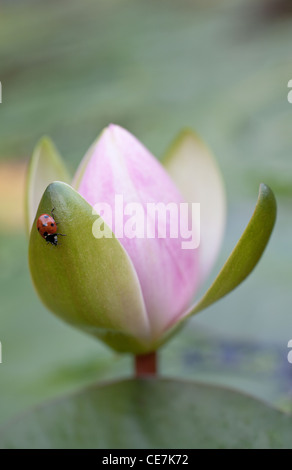 Seerose, Nymphaea Sorte, rosa. Stockfoto