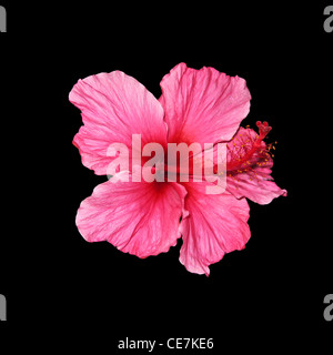 Quadratische Schuss von einer isolierten einzelnen Blüte ein Hibiskus Stockfoto