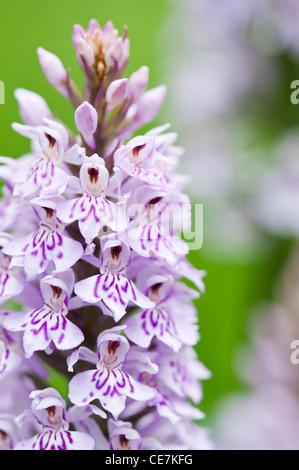 Orchidee, Knabenkraut, Dactylorhiza. Stockfoto