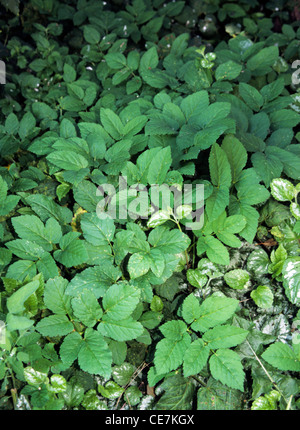 Gemahlener Holunder (Aegopodium Podugraria) wächst üppig im Garten Stockfoto