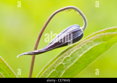 Clematis, Clematis Integrifolia "Henderson", blau, grün. Stockfoto