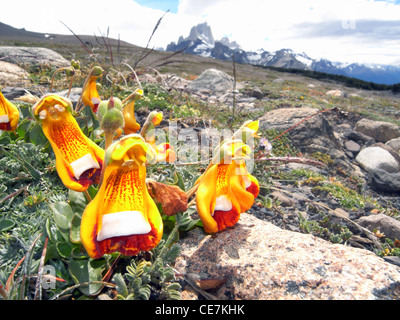 Sand Lady Slipper Orchideen (Calceolaria Uniflora) mit Monte Fitz Roy in Patagonien Hintergrund, Nationalpark Los Glaciares, Stockfoto