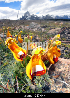 Sand Lady Slipper Orchideen (Calceolaria Uniflora) mit Monte Fitz Roy in Patagonien Hintergrund, Nationalpark Los Glaciares, Stockfoto