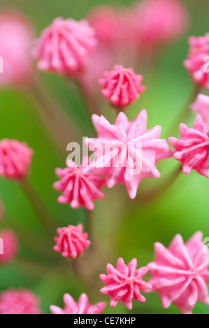 Amerikanischer Lorbeer, Kalmia Latifolia "Clementine Churchill", Pink. Stockfoto