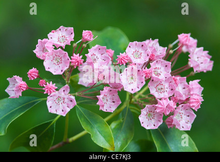 Amerikanischer Lorbeer, Kalmia Latifolia "Clementine Churchill", rosa, grün. Stockfoto