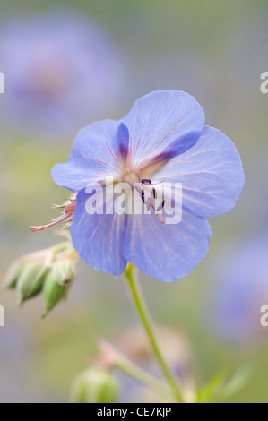 Geranium, Storchschnabel, Geranium 'Brookside', blau. Stockfoto