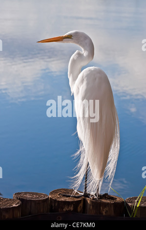 Großer Reiher (Ardea Alba, große weiße Reiher) closeup Stockfoto