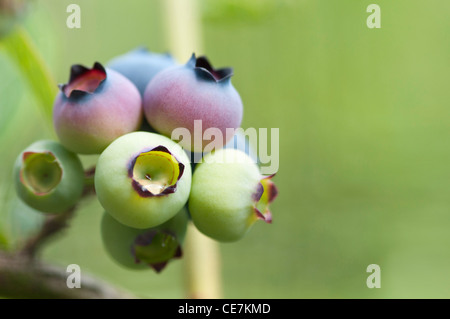 Nahaufnahme der reifen Frucht der Heidelbeere Vaccinium Corymbosum 'Sunrise'. Stockfoto