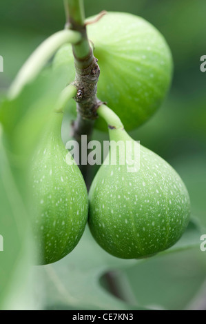 Unreife grüne Frucht der Ficus Carica "Excel" wächst auf dem Ast eines Feigenbaumes. Stockfoto