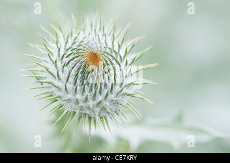 Stacheligen Blütenkopf von Onopordum Acanthium, Scotch oder Baumwolle Distel vor einem grünen Hintergrund. Stockfoto