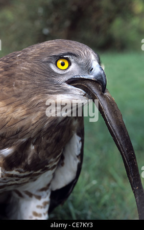 Porträt eines kurzkrößigen Adlers (Circaetus gallicus), der Schlange oder Eel frisst, Camargue, Provence, Frankreich Stockfoto