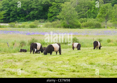 Kleine Herde Belted Galloway Rinder weiden in Rockport, Maine. Stockfoto