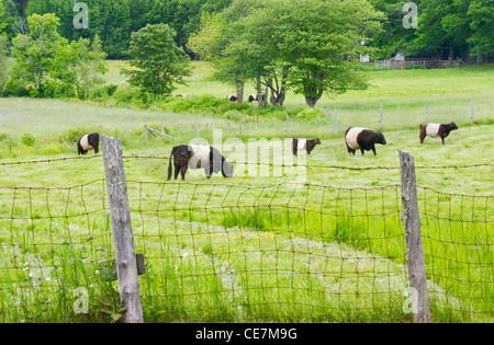 Belted Galloway Herde Kühe weiden in Rockport, Maine. Stockfoto