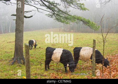 Belted Galloway Herde Kühe weiden in Rockport, Maine. Stockfoto