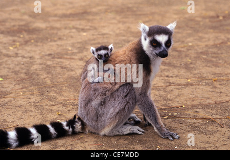 Ring-Tail Lemur, Ring-Tailed Lemur oder Maki catta, Weibchen, die ein Baby auf dem Rücken trägt, im Berenty Nature Reserve, nahe Fort Dauphin, Madagaskar Stockfoto