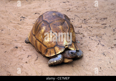 Angonoka Tortoise, Pflugschar Schildkröte oder Madagaskar Madagaskar gewinkelte Schildkröte (Astrochelys Yniphora) Stockfoto