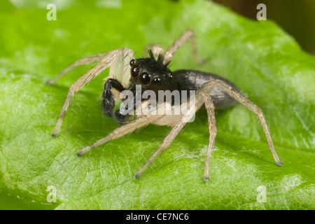 Dimorphen Jumper (Maevia Inclemens) - männlich Stockfoto