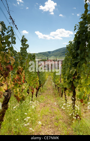 Blick durch die Rebzeilen der Weinberge entlang der berühmten Weinstraße im Elsass/Frankreich Stockfoto