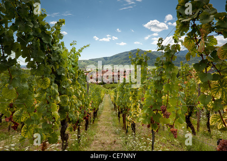 Blick durch die Weinberge entlang der berühmten Weinstraße im Elsass/Frankreich Stockfoto