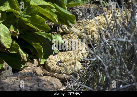 Erwachsenen Prärie-Klapperschlange (Crotalus Viridis) und Juvenile Western Diamond-backed Klapperschlange (Crotalus Atrox) in einer Höhle. Stockfoto