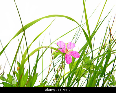 Blume im Kraut auf weißem Hintergrund Stockfoto