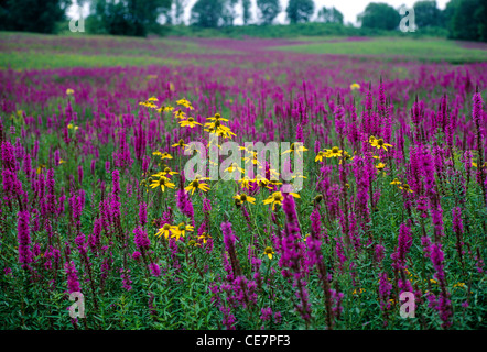 Lythrum Salicaria und Black-Eyed Susans wachsen wild in einem Feld, Catskill Mountains, New York, USA Stockfoto