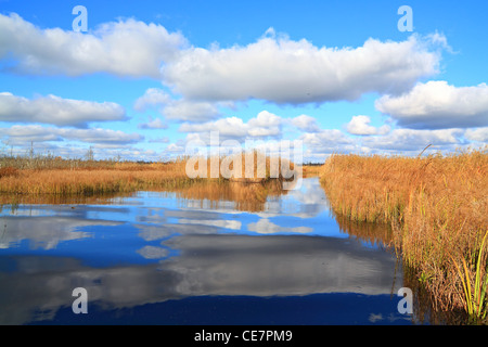 gelbe Reed am kleinen See Stockfoto