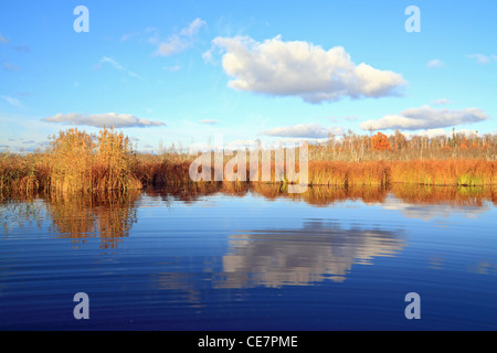gelbe Reed am kleinen See Stockfoto
