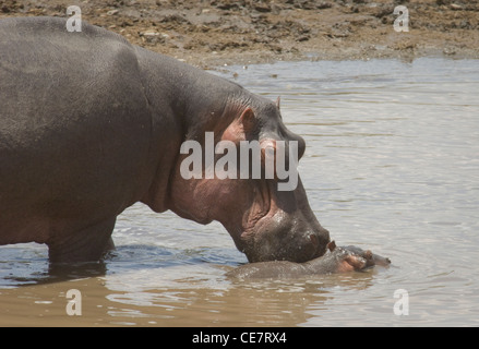 Afrika-Tansania Serengeti Nationalpark-Hippo und kleines Baby im Fluss (Hippopotamus Amphibius) Stockfoto