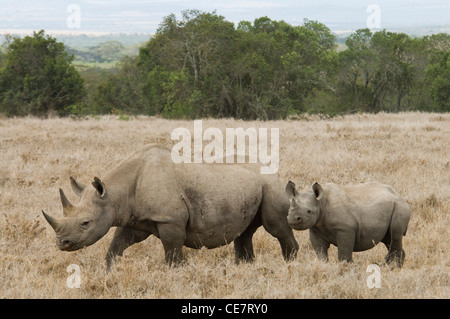 Afrika Kenia Ol Pejeta Conservancy-Black Rhino Kuh und Kalb (Diceros Bicornis) Stockfoto