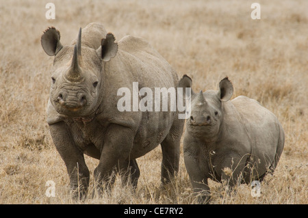 Afrika Kenia Ol Pejeta Conservancy-Black Rhino Kuh und Kalb (Diceros Bicornis) Stockfoto