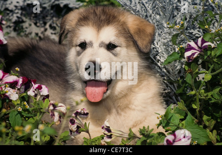 Alaskan Malamute Welpen-Kopfschuss Stockfoto