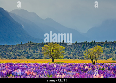 Bereich von Russell Lupinen Lupinus Polyphyllus, in der Eglinton River Valley im Fiordland National Park entlang der Milford Road, So Stockfoto