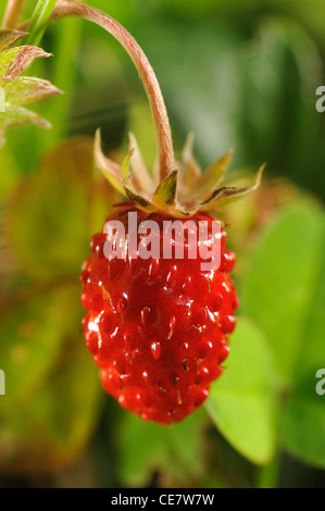 Wilde Erdbeeren (Fragaria Vesca) Stockfoto