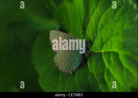 Grüner Zipfelfalter (Callophrys Rubi) auf einem grünen Blatt Stockfoto