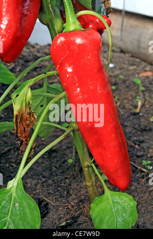 rote Paprika in Gemüse Gewächshaus Stockfoto