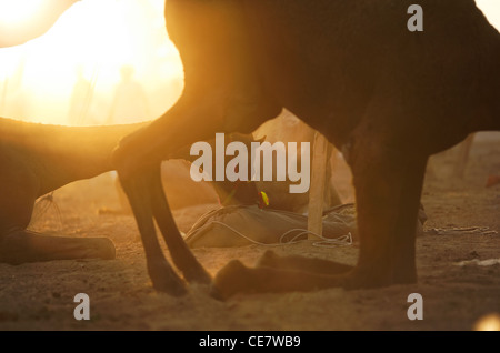 Ein Kamel Jahrmarkt in Pushkar Rajasthan, Indien. Stockfoto