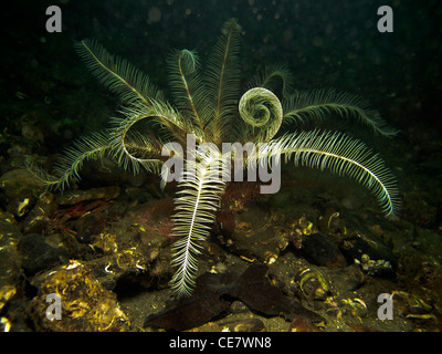 Feder-Stern-Tanz Stockfoto