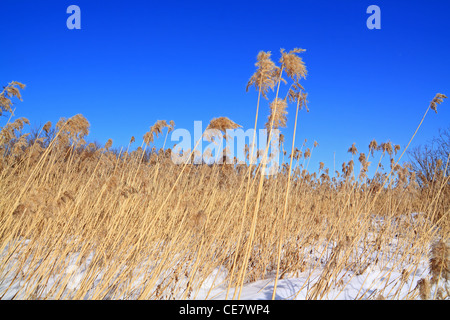 trockene Kraut im Schnee Stockfoto