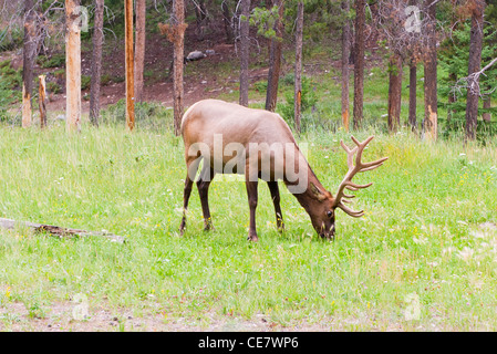 Männliche Elche grasen in der Nähe von Jasper, Alberta, Kanada Stockfoto