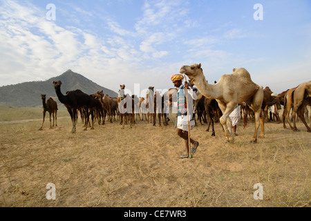 Eine Gruppe von Kamelen in der Wüste von Pushkar jährliche Camel Fair in Rajasthan, Indien. Stockfoto