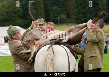 totes Reh auf Pirsch Pony während der Anzeige im lokalen Show geladen wird Stockfoto