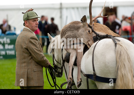 totes Reh auf Pirsch Pony während der Anzeige im lokalen Show geladen wird Stockfoto