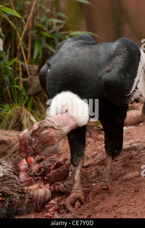 Anden-Kondor Vultur Kondor Stockfoto